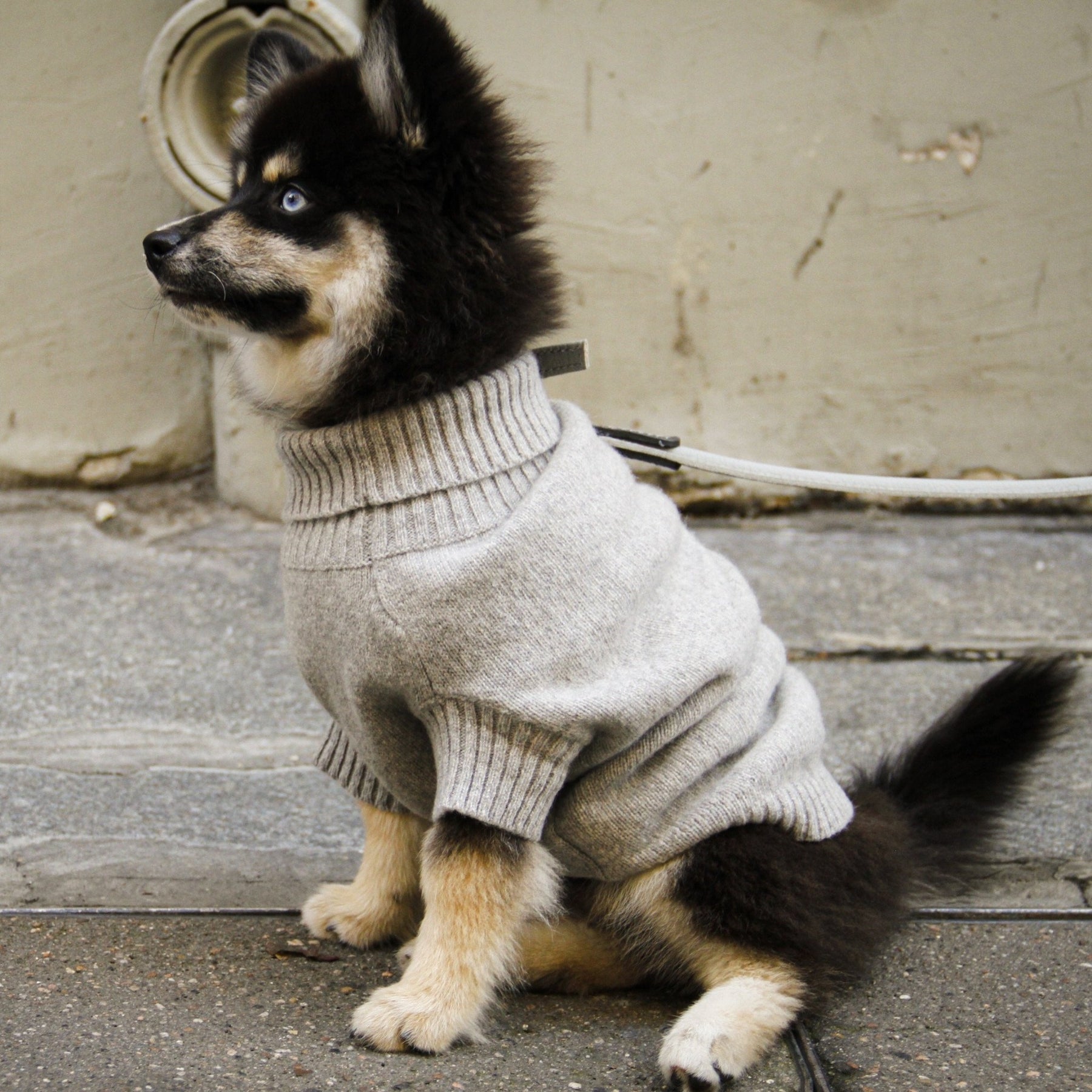 Pull pour chihuahua discount